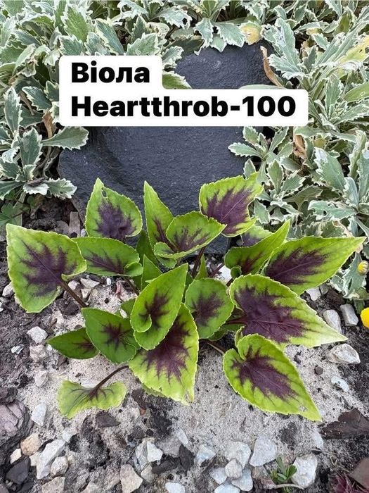 Багаторічні садові рослини