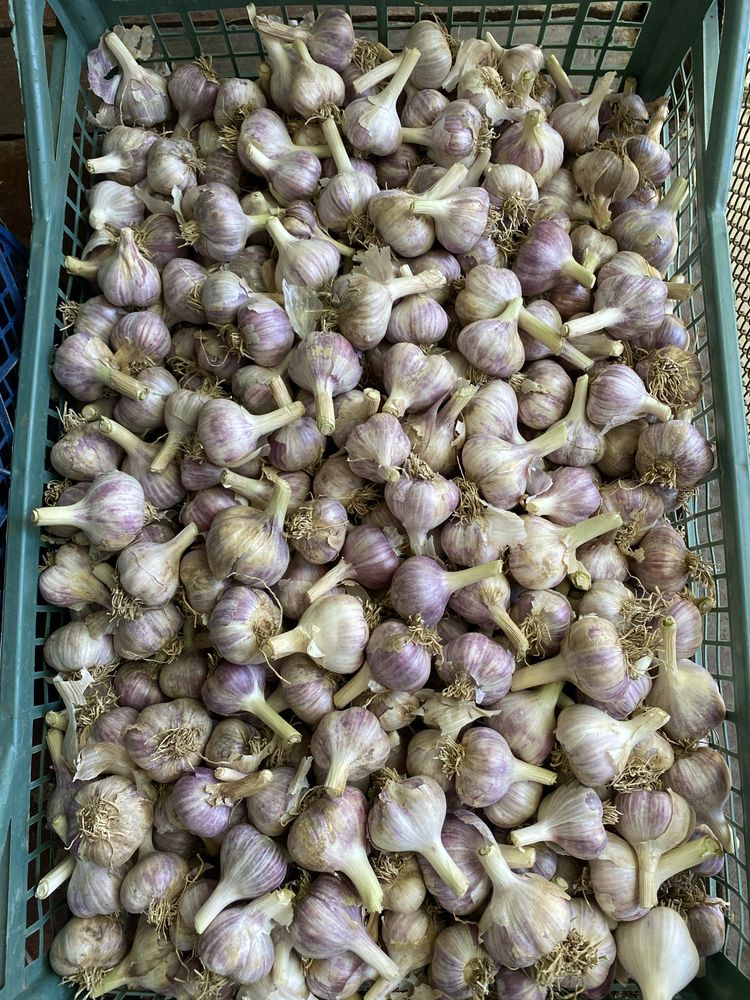 Продам часник Любаша