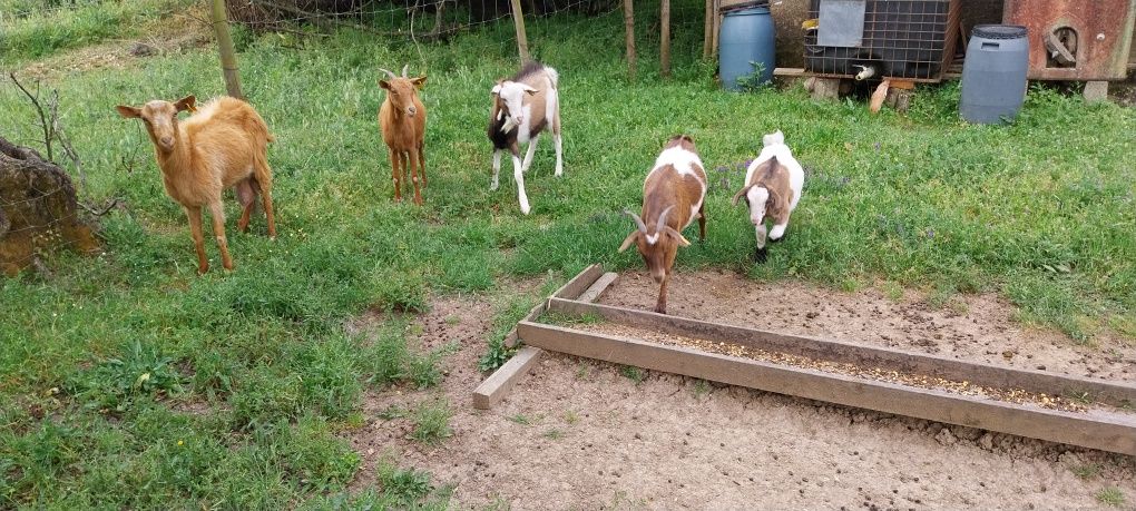 Vendo 3 cabras um bode e um cabrito