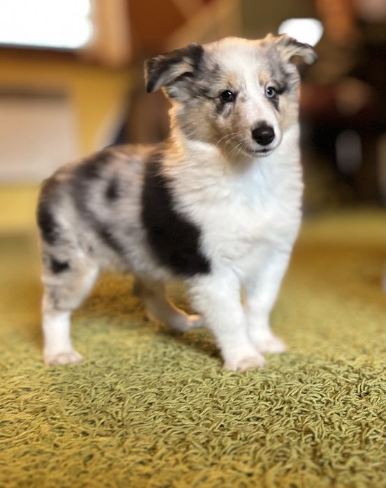 owczarek szetlandzki sheltie