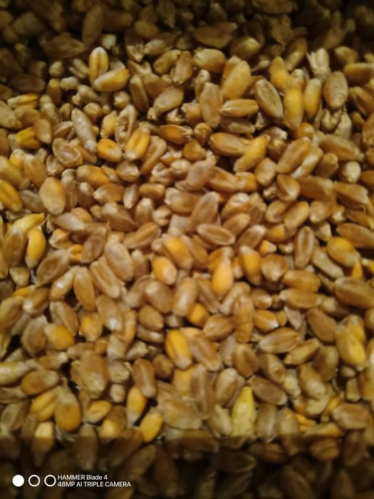 Mąka pszenna ze swojej pszenicy