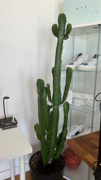 Planta cactus muito bem cuidada