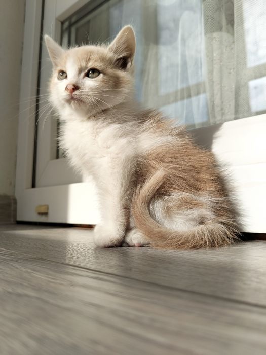 Віддам кошенят в добрі руки