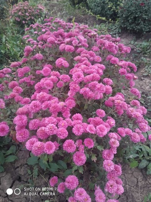 Шаровидні та корейські хризантеми.