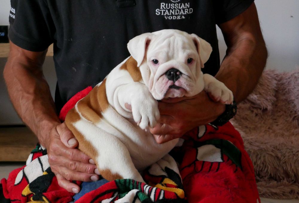 Buldog angielski ZKwP, Rodowód Międzynarodowy FCI suczka UNIQUE BEAUTY