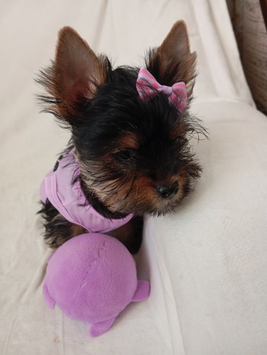 Маленькі красунчики йорки