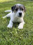 Piękny szczeniak-Parson Russell Terrier FCI