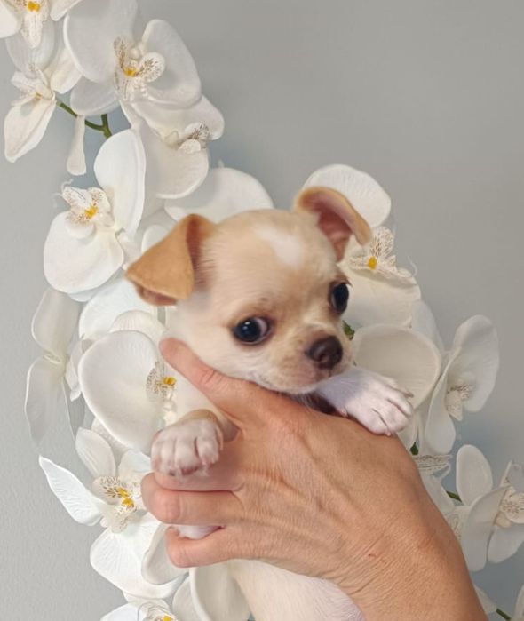 Cudny Chihuahua- piesek szuka domku