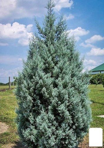 Кипарис Аризонский выращенный в Южном климате (не привозной)