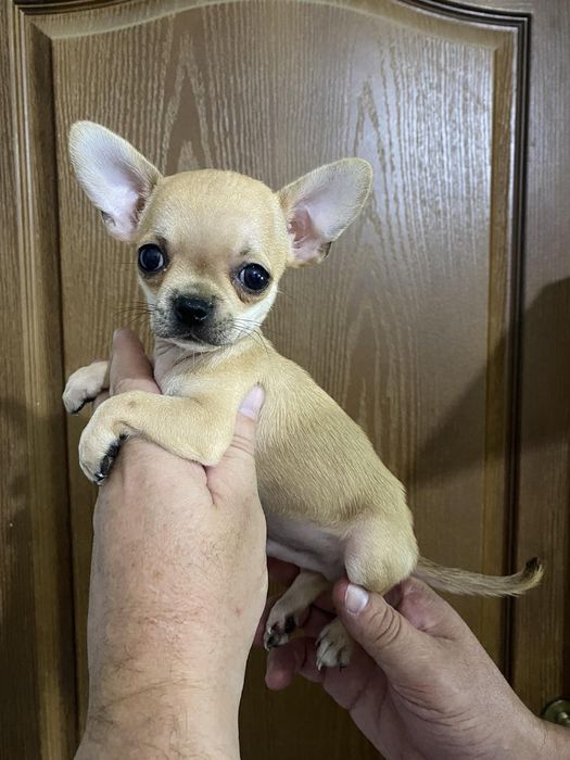 Щенки чихуахуа мини