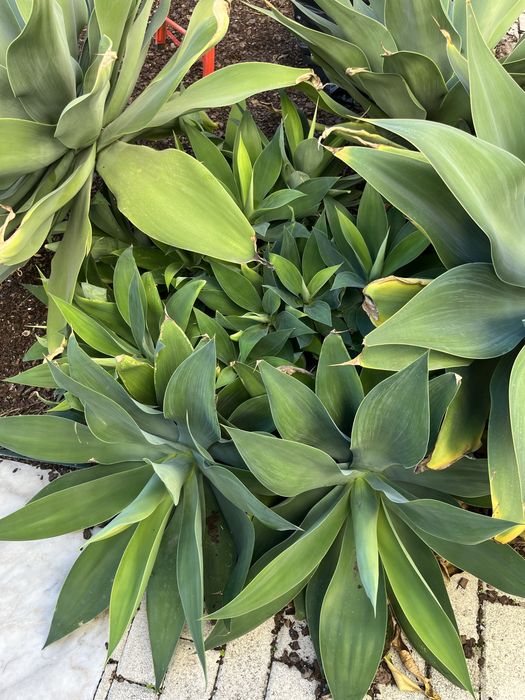 Plantas Agaves (vários tamanhos)