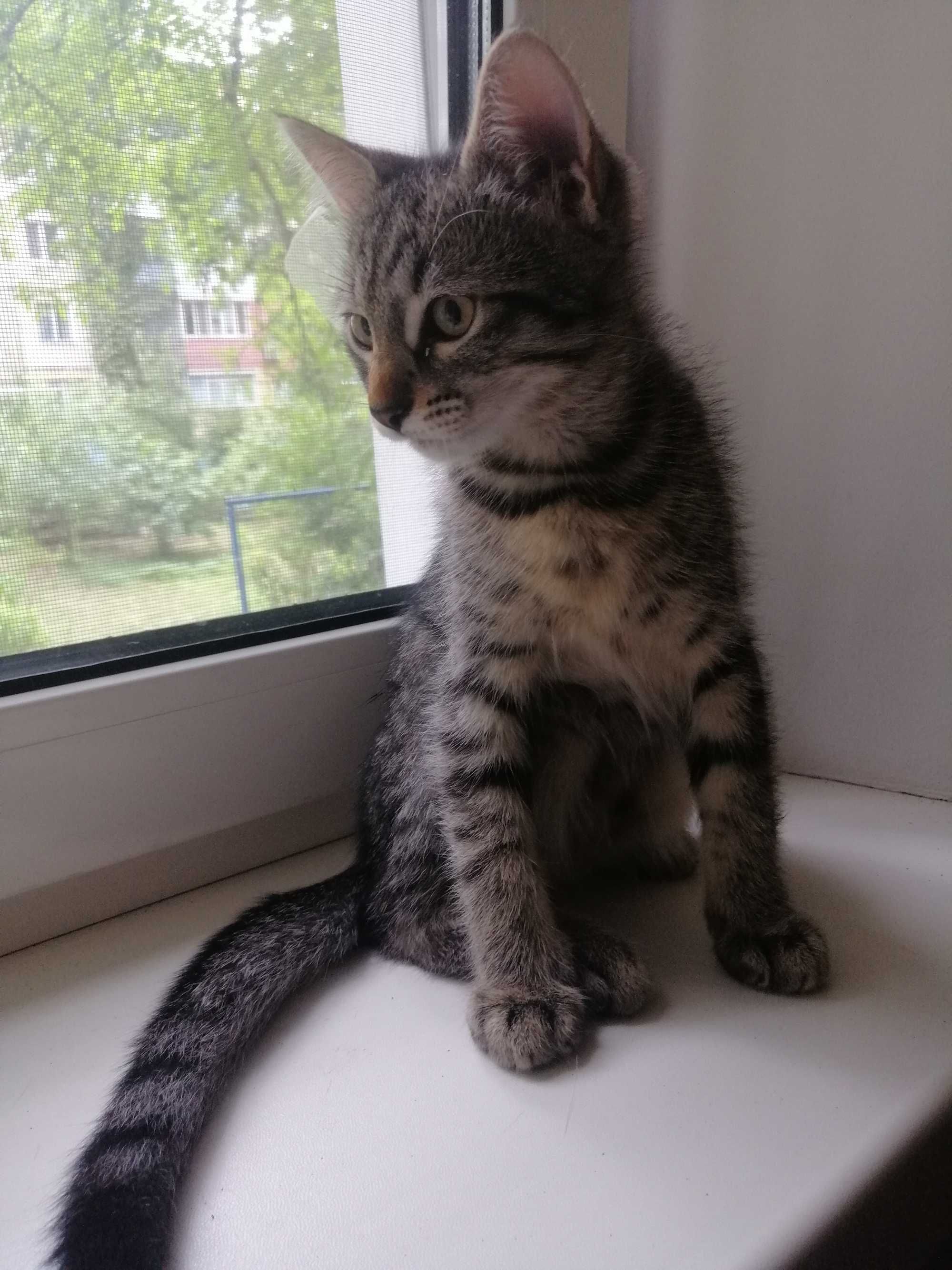 Отдам котенка в добрые руки