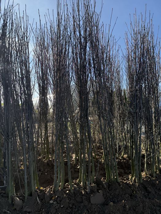 Jarząb Autumn Spire