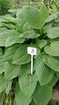 Hosta,funkia-wysokie odmiany