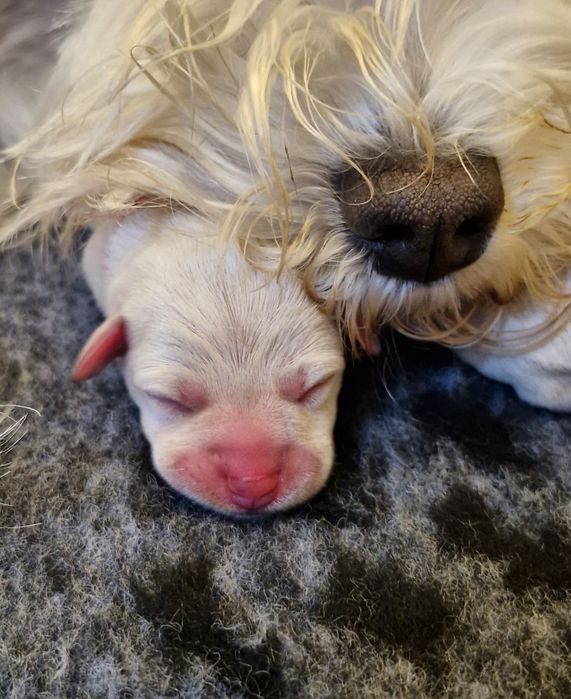 Sznaucer miniaturowy biały