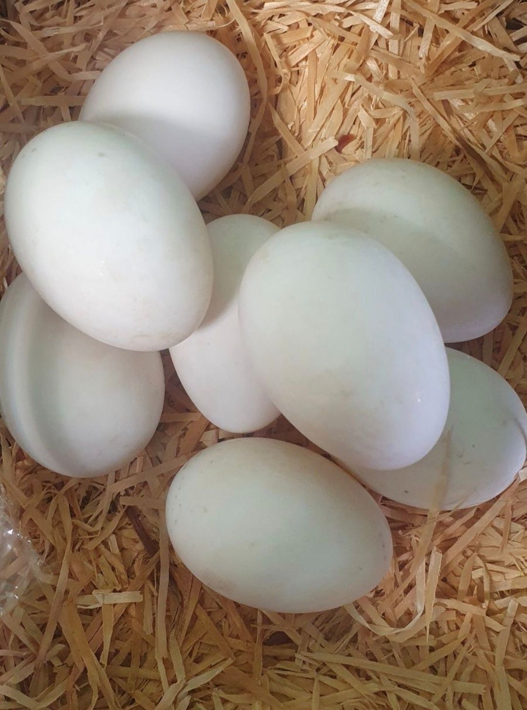Продам інкубаційне яйце качки