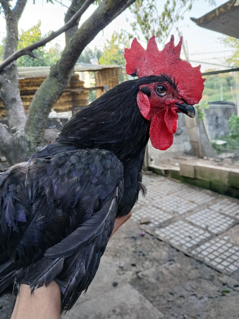 Galo preto 1 ano