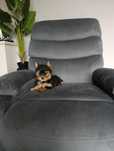 York Yorkshire terrier