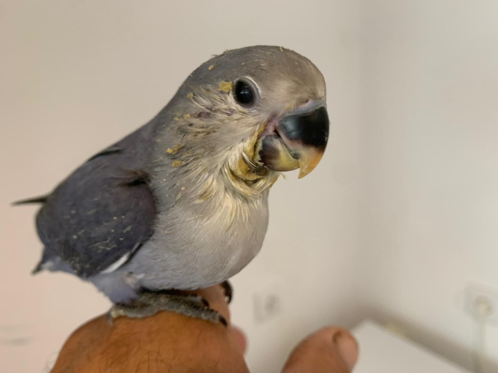 Agapones rosicolis  domesticados