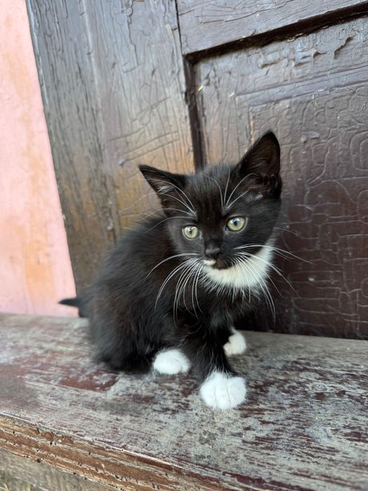 Кошеня, дівчинка, 1,5 місяців, віддамо в добрі руки