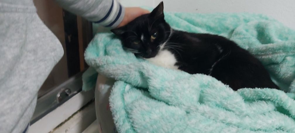Gatinha dócil esterilizada para adoção