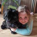 Szczeniaki Shih Tzu