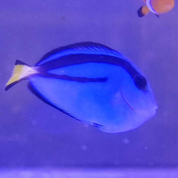 Paracanthurus hepatus ryba morska Korale.Pro