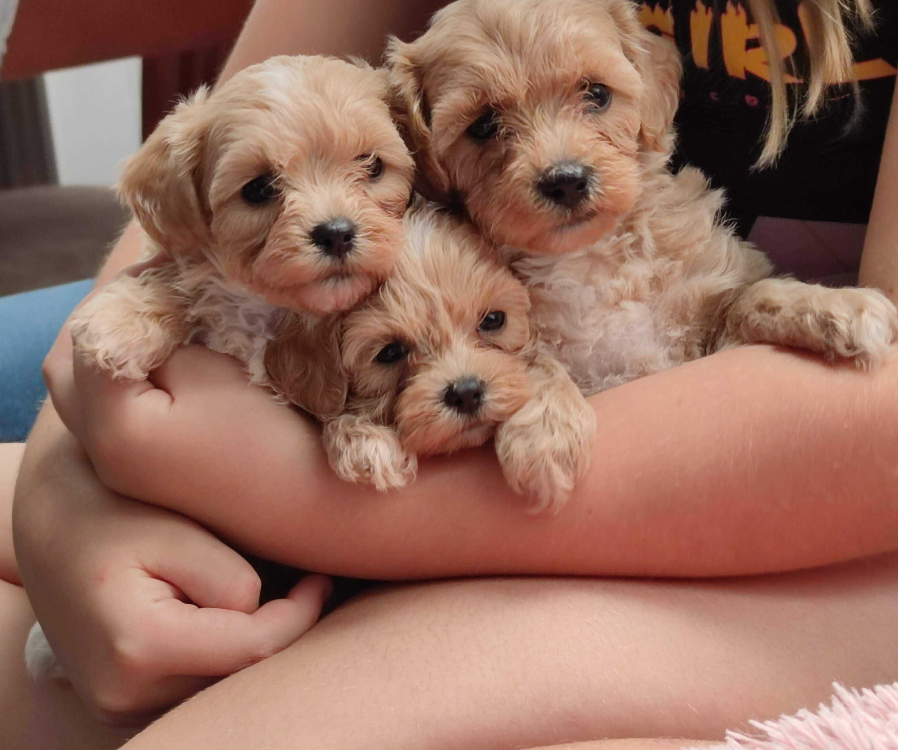 Maltipoo F1 maltańczyk+pudel Red Brown suczka