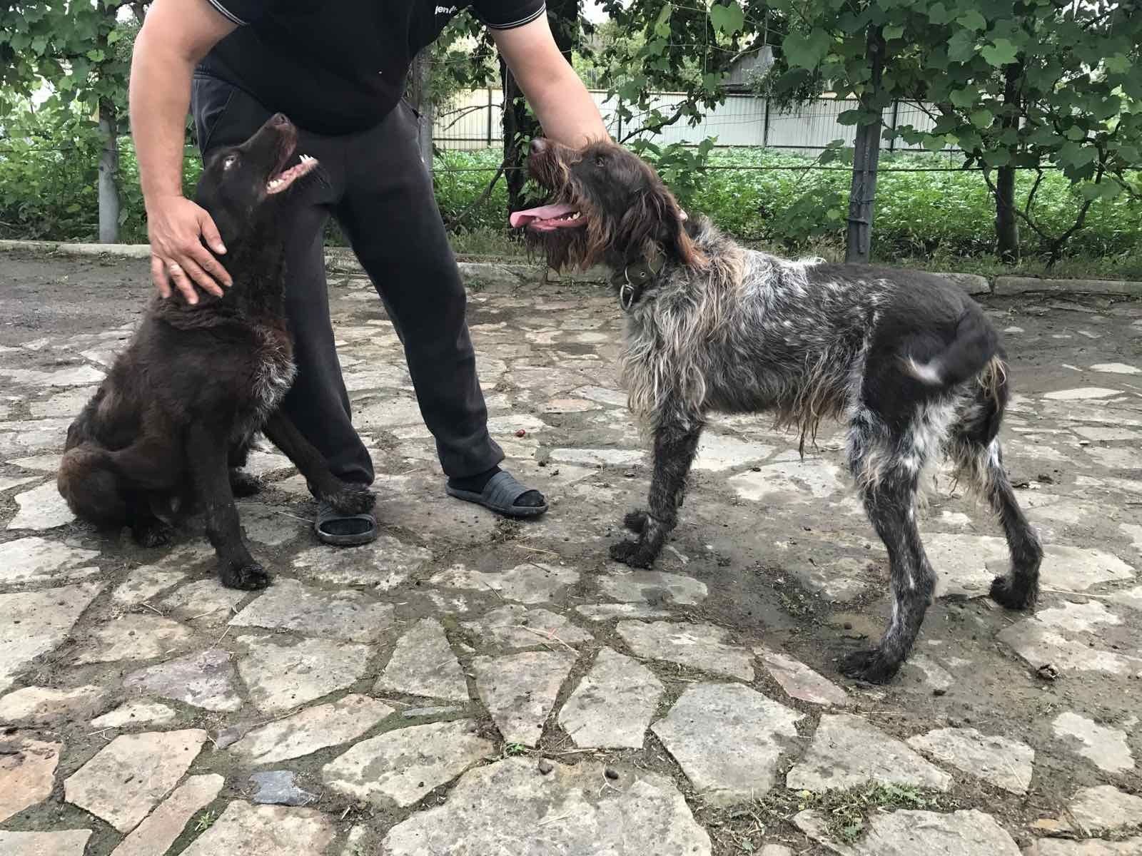Дратхаар(німецька жорсткошерста лягава собака)