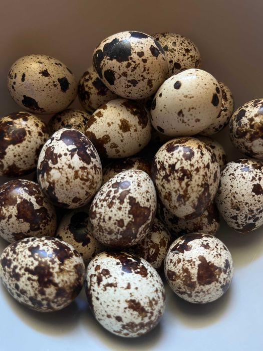 Jajka przepiórcze, konsumpcyjne, swojskie, zdrowe