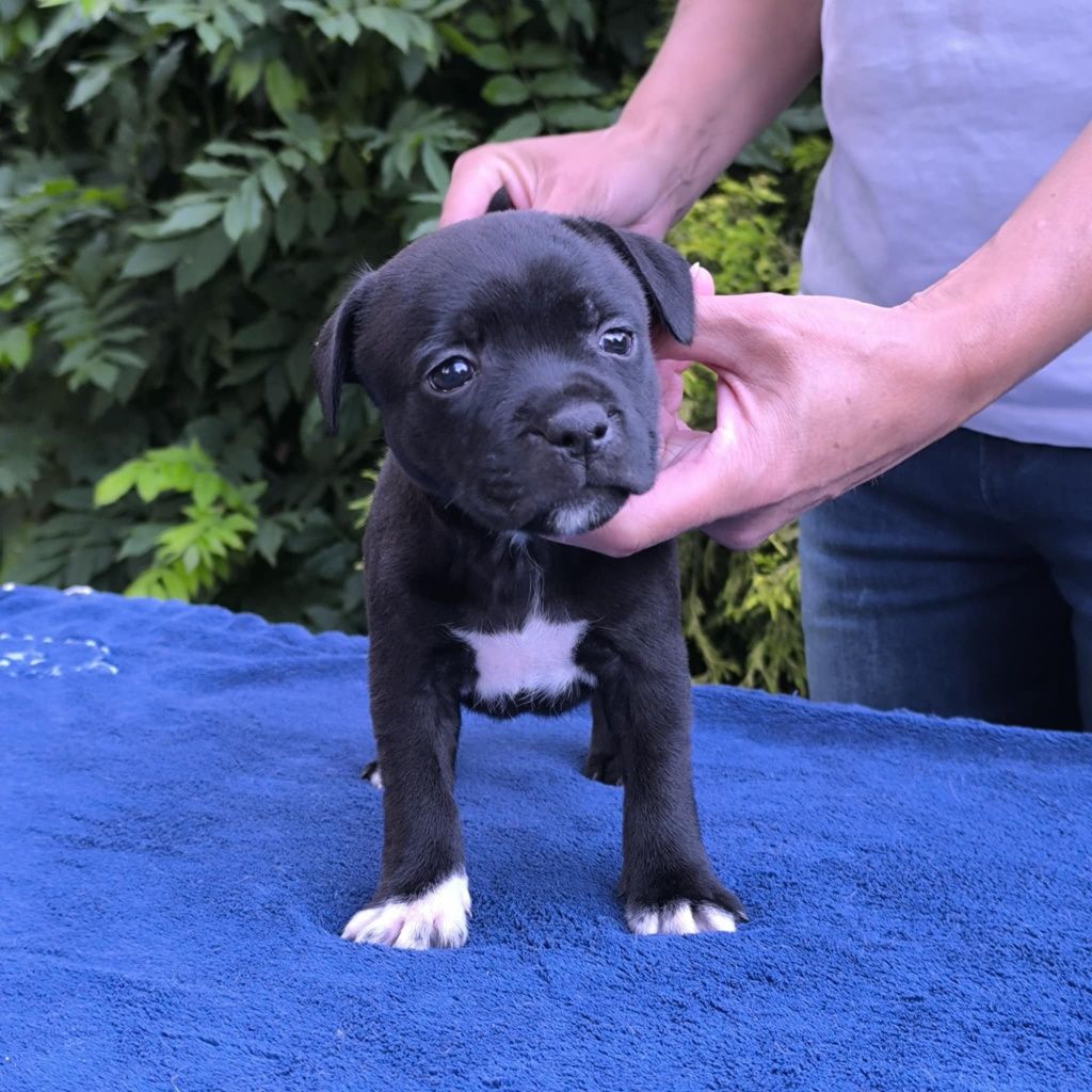 Staffordshire Bull Terrier FCI (ZKwP) staffik SUCZKA