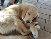 Golden retriever suczka
