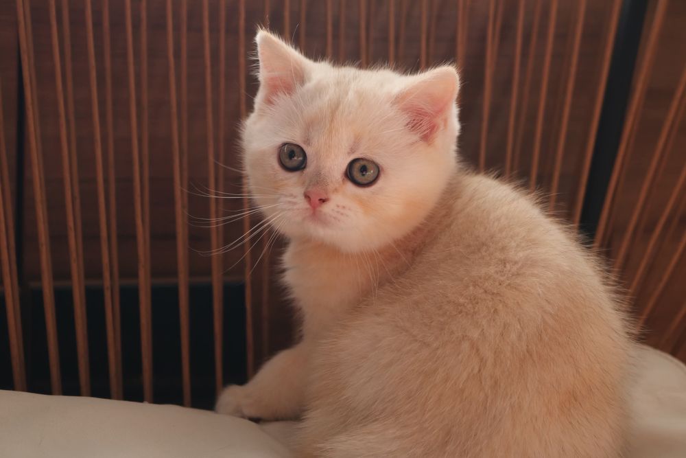 Uma gatinha scottish straight  golden