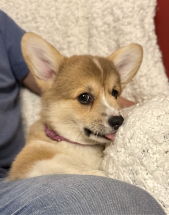 Sprzedam Corgi Pembroke FCi ZKwP