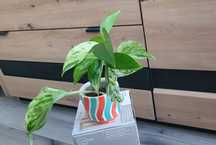 Sprzedam epipremnum marble queen 2 szczepki ukorzenione. Zapraszam