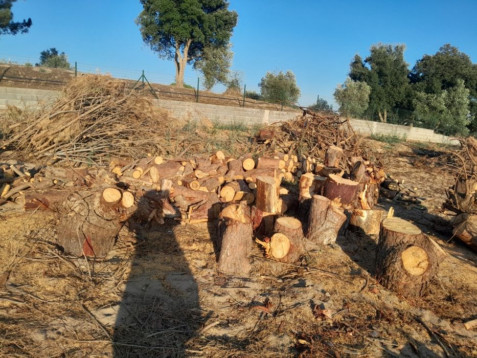 Lenha seca de pinho manso