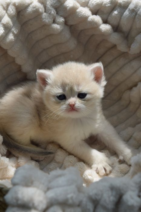 Беатрис Британская Голубая Золотая Шиншилла.