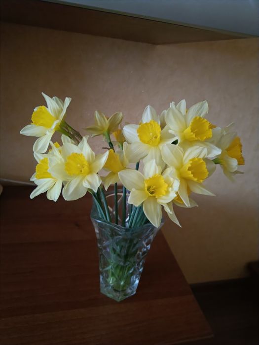 Нарцис ранній. Цибулини крупні.