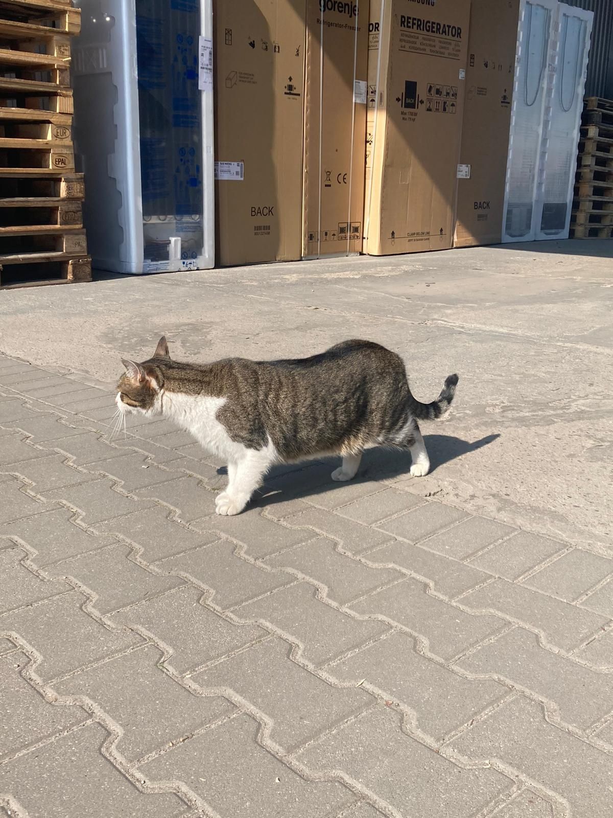Znaleziono kota Słupsk
