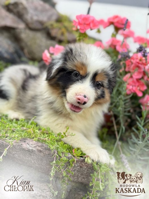 Piesek Border Collie o unikatowym umaszczeniu