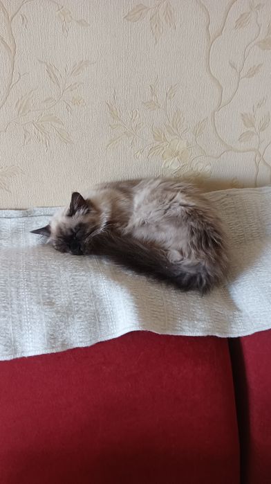 Невська маскарадна кошенята 1 міс, бронь