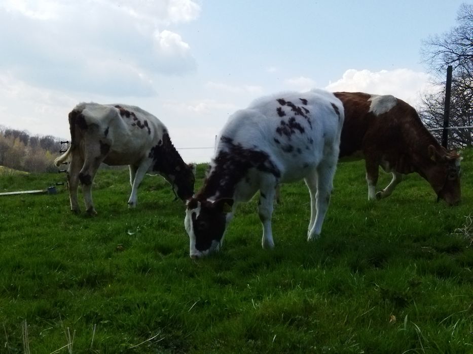 Mleko krowie, mleko od krowy, masło, śmietana,jajka kurze