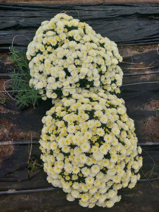 Chryzantemy doniczkowe