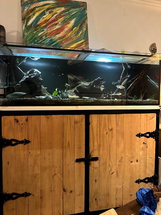 Aquário de 500l com móvel e equipamento.