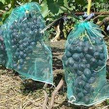 Сітка для захисту винограду від шкідників
