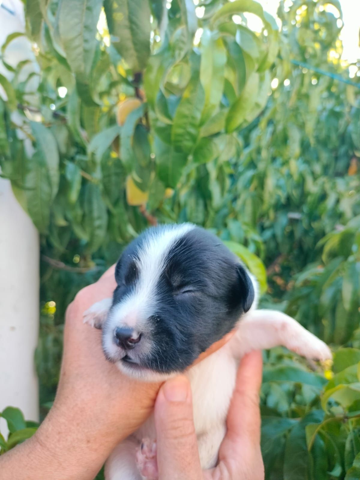 Dá-se cães para adoção responsável
