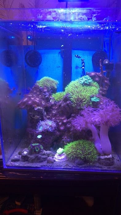 Akwarium morskie 50l