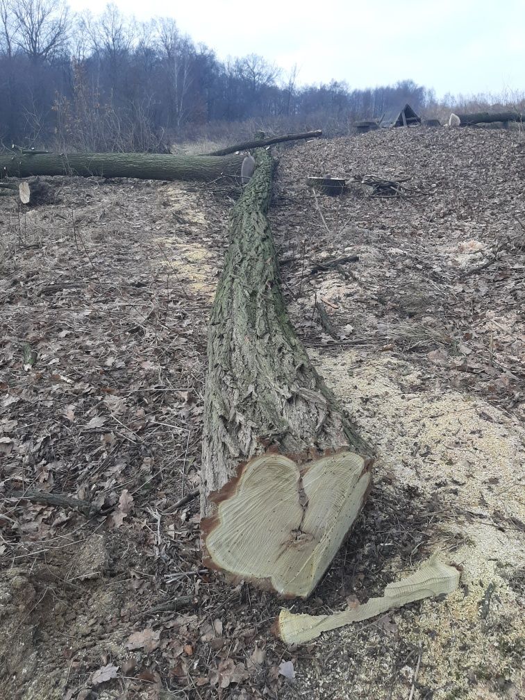 Wycinka i pielęgnacja drzew