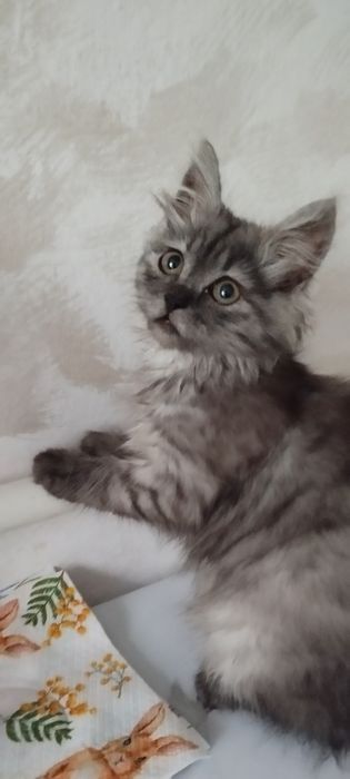 Віддам в добрі руки кицю