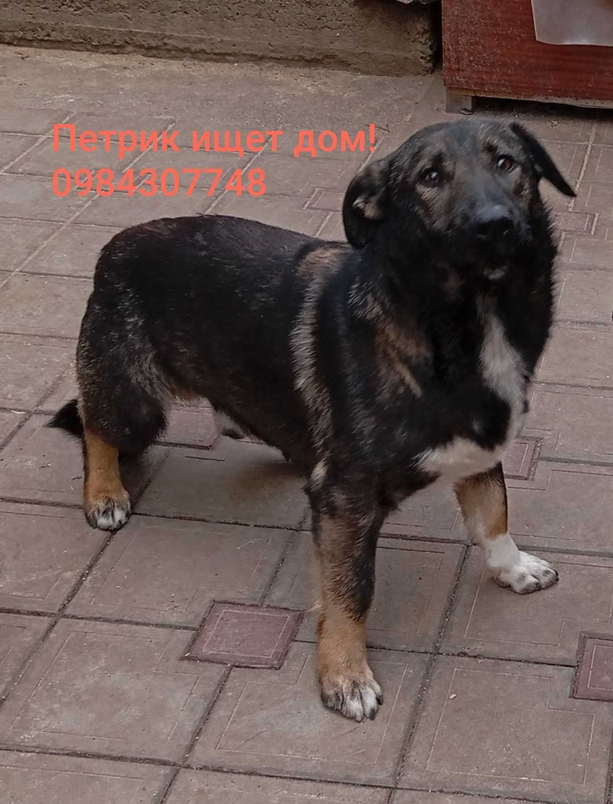 Петрик ищет дом!
